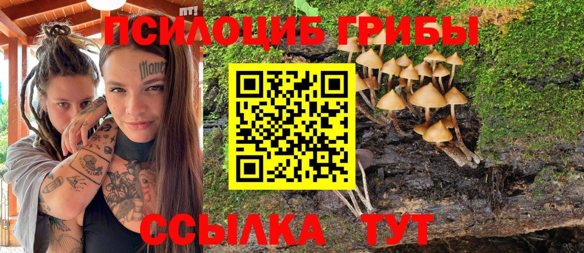 Псилоцибиновые грибы Psilocybe Шатура